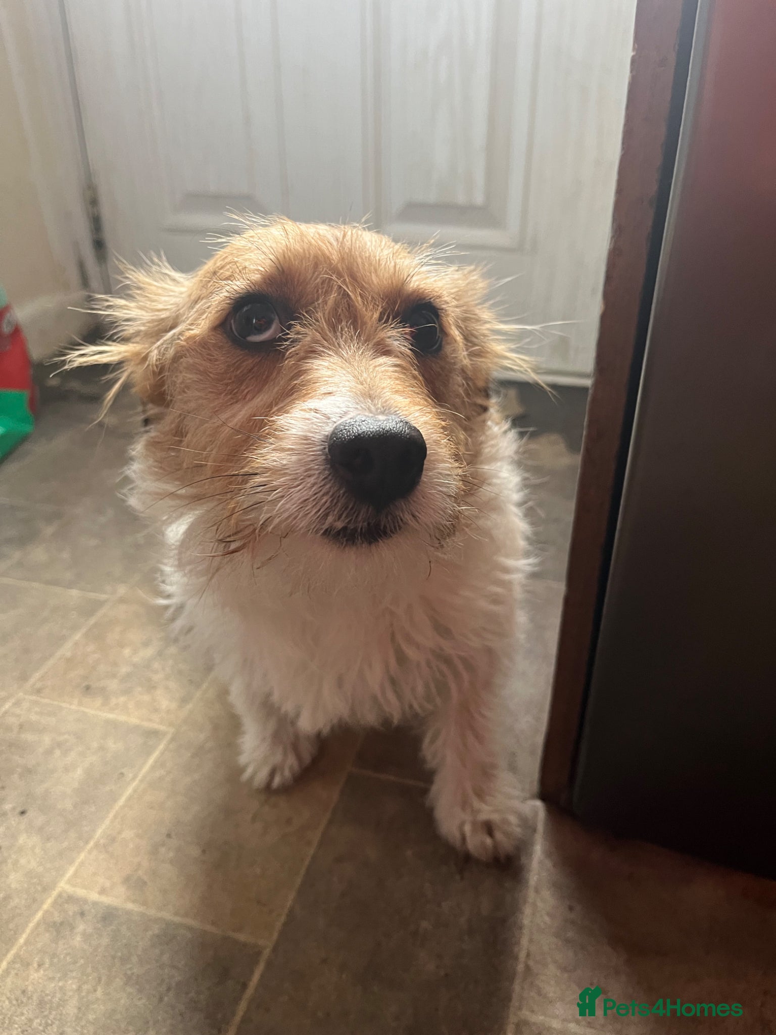 Jack Russell dogs Jack russel pups for sale  - Advert 1