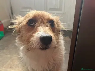 Jack Russell dogs Jack russel pups for sale - Advert 1