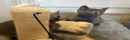Russian Blue cats for sale: Russian Blue Kittens - Advert 6