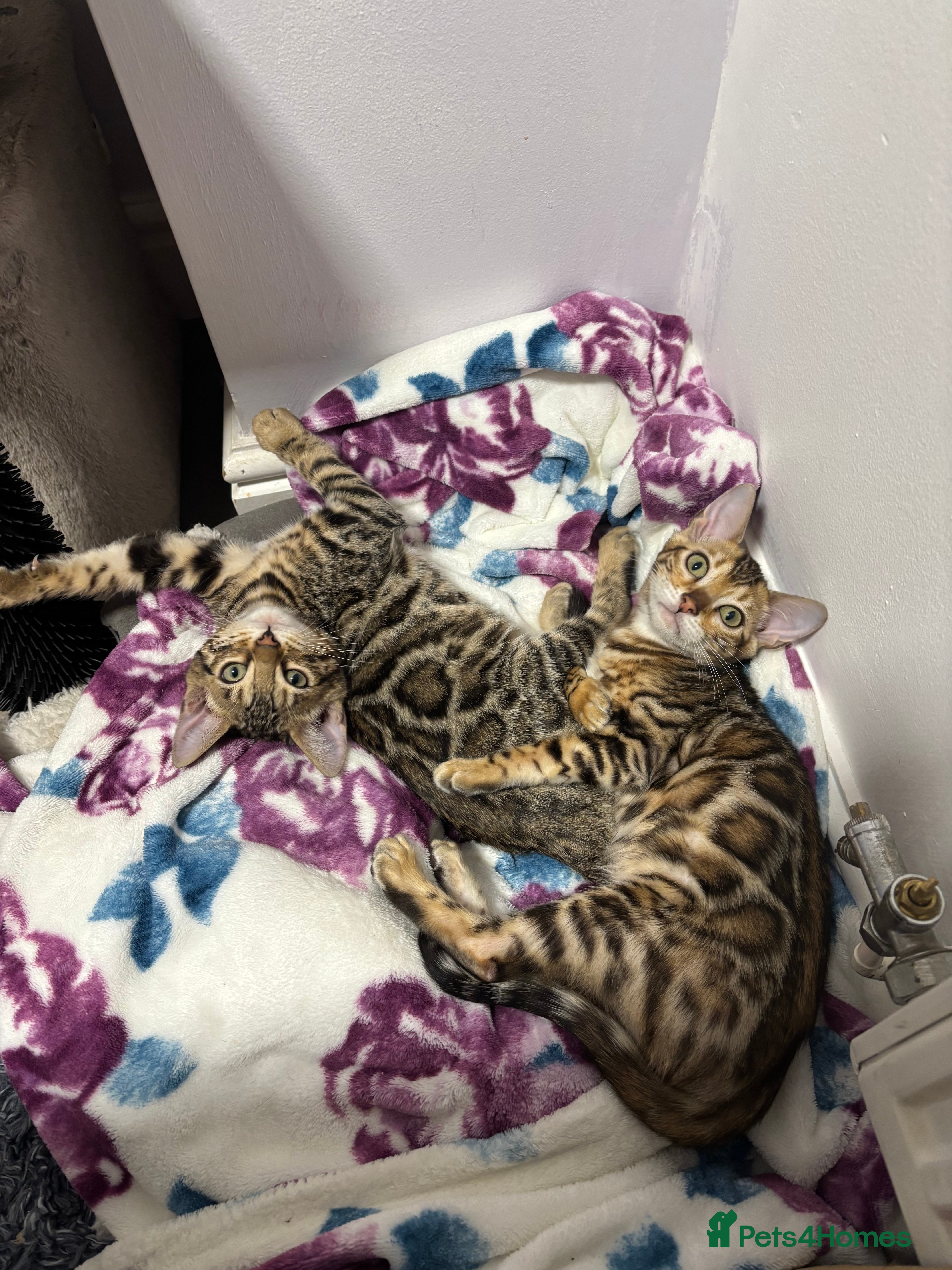 Bengal cats Amazing cuddly Bengal Girl kittens TICA reg - Advert 1