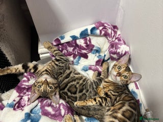 Bengal cats Amazing cuddly Bengal Girl kittens TICA reg - Advert 5