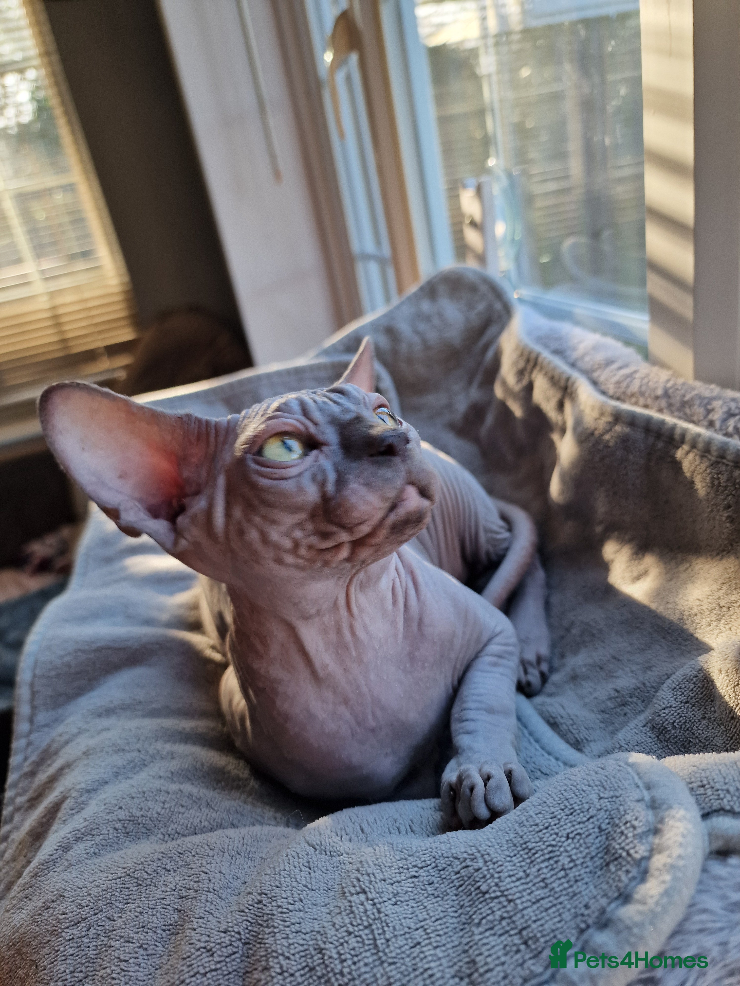 Sphynx cats EmaidacanadianSphinx - Advert 6