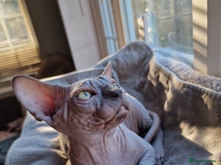 Sphynx cats EmaidacanadianSphinx - Advert 6