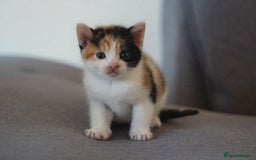 Mixed Breed cats for sale: 4 LOVEY CATS in ESSEX - 2 MALE & 2 FEMALE  - Image 7