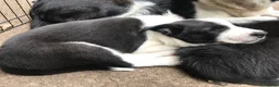 Border Collie dogs for sale: OUTSTANDING BORDER COLLIE MALE PUP CHAMPION LINES - Advert 6