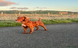 American Cocker Spaniel dogs for sale: Cocker spaniel male for sale - Advert 3