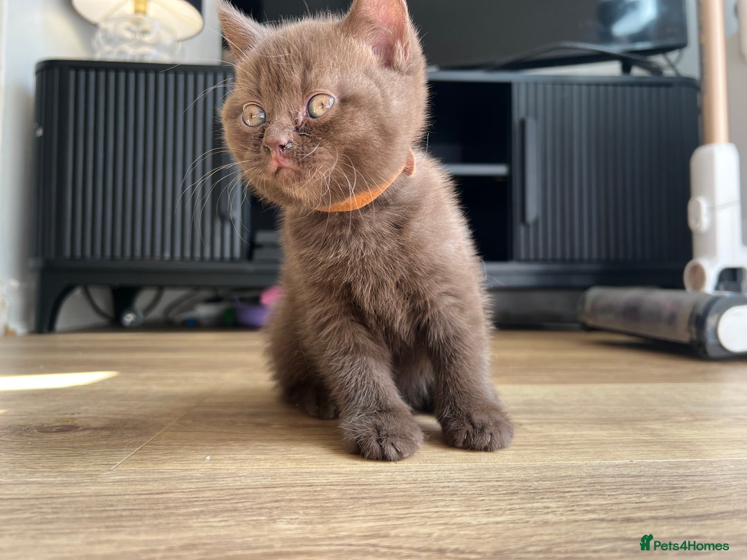 British Shorthair cats for sale: British shorthair kittens - Image 12