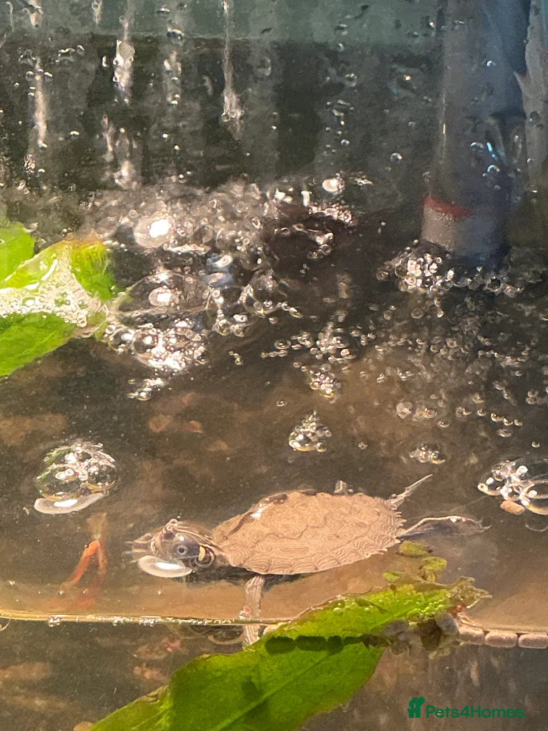 Turtle reptiles for sale: 2 young mississippi map turtles - Advert 10