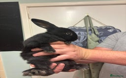 Mixed Breed rabbits for sale: 4 baby rabbits  - Image 3