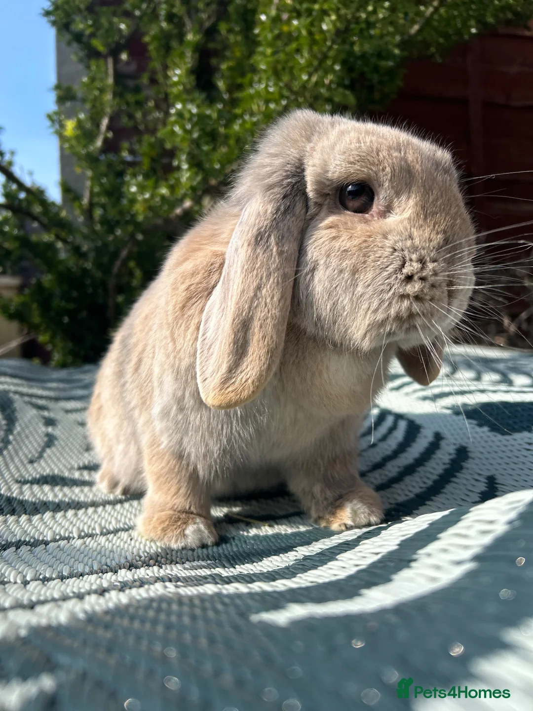 Mini Lop rabbits for sale: Beautiful mini lop doe for sale  - Advert 2