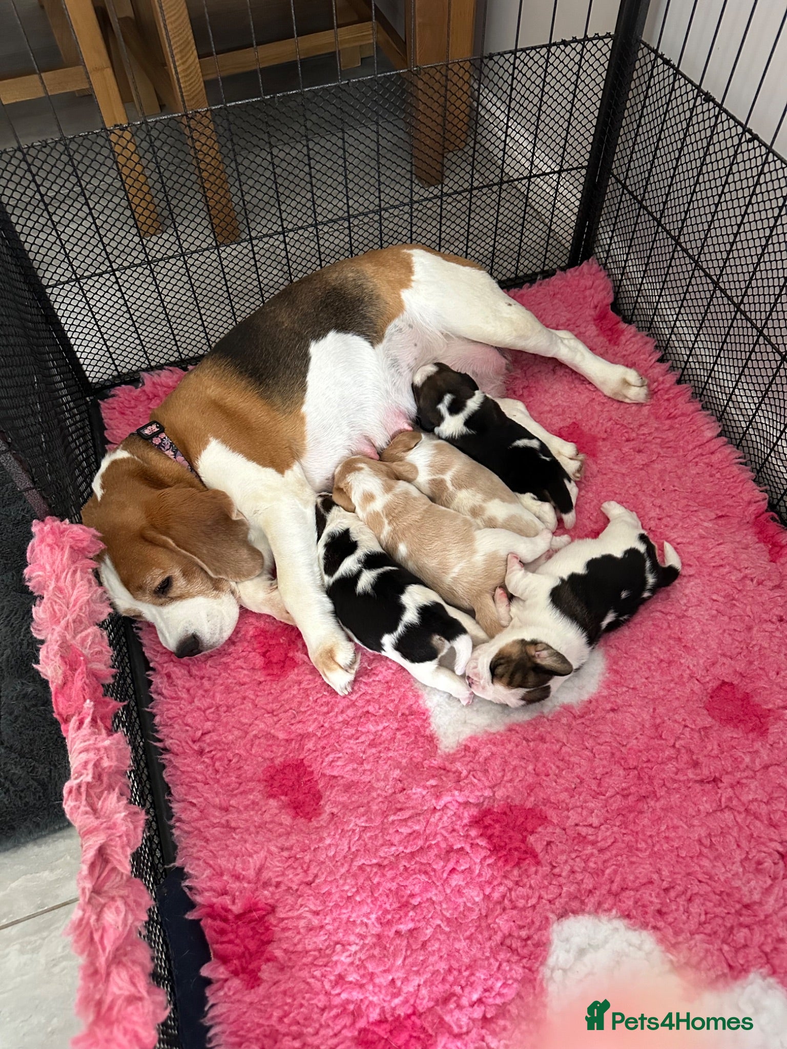 Beagle dogs Stunning KC registered litter by Campeach beagles. - Advert 1
