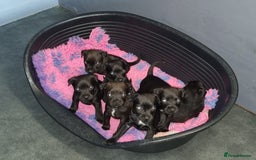 Patterdale Terrier dogs for sale: PATTERDALE PUPS FOR SALE (Nutall lines) - Image 20