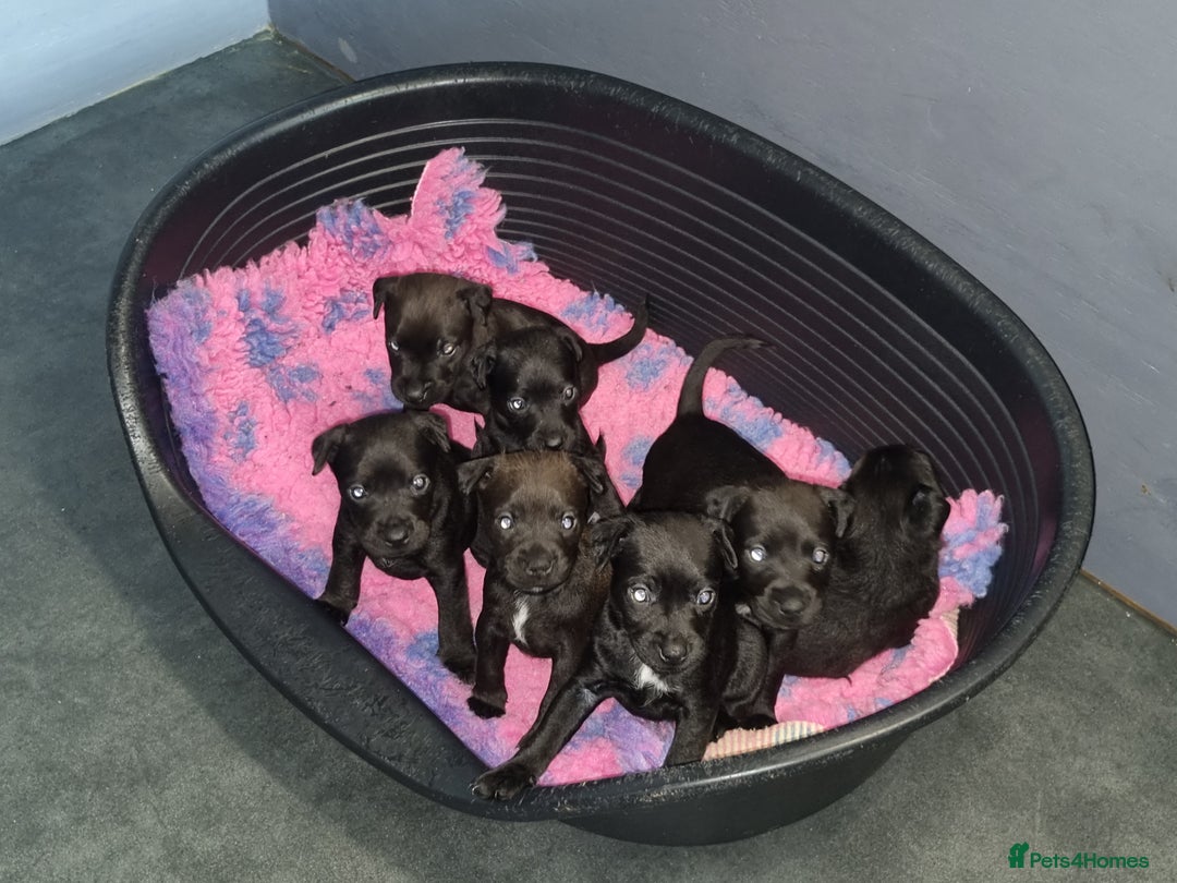 Patterdale Terrier dogs for sale: PATTERDALE PUPS FOR SALE (Nutall lines) - Image 20
