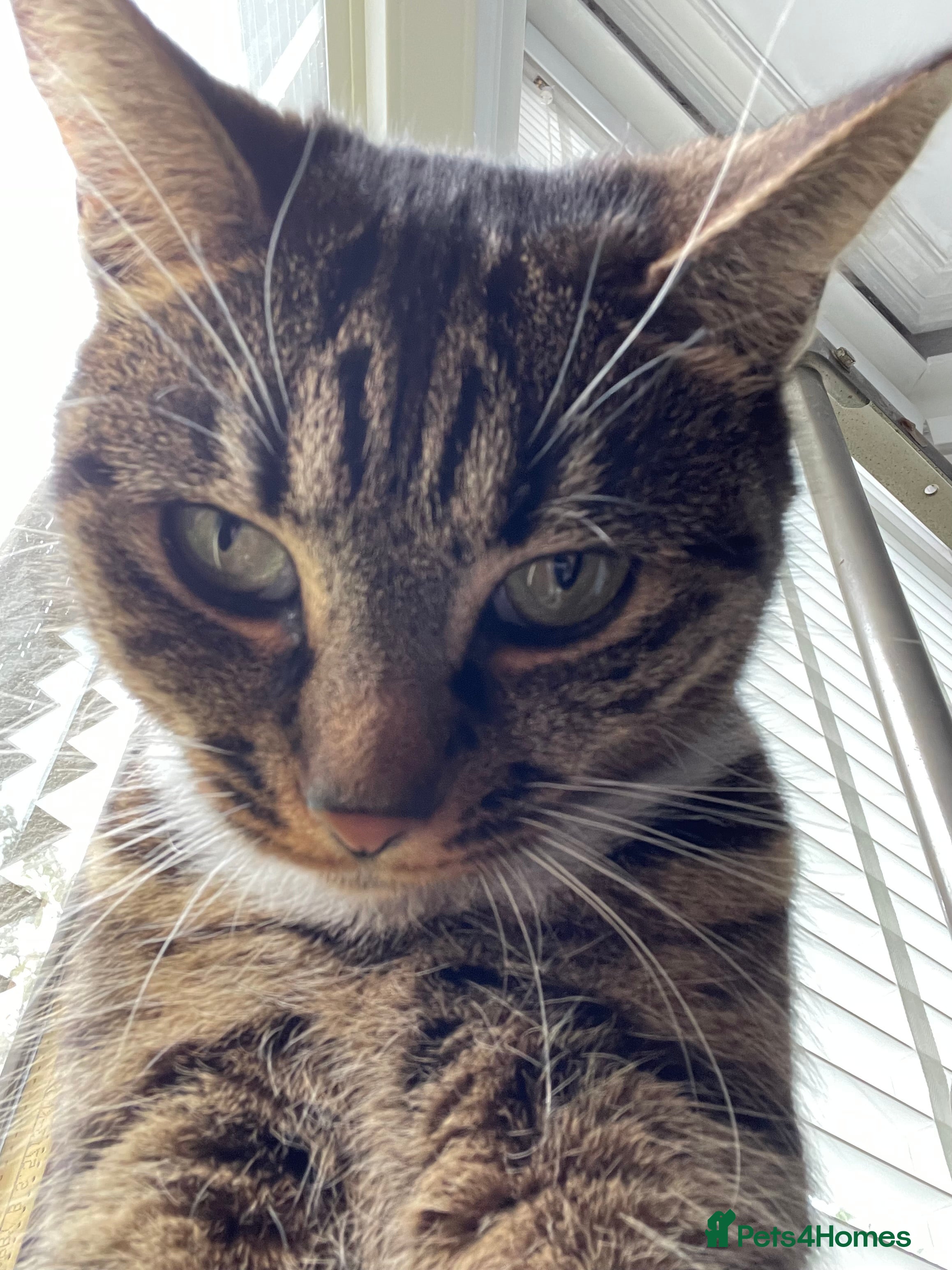 Mixed Breed cats Mitsu - Advert 23