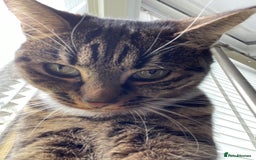 Mixed Breed cats for sale: Mitsu - Image 1