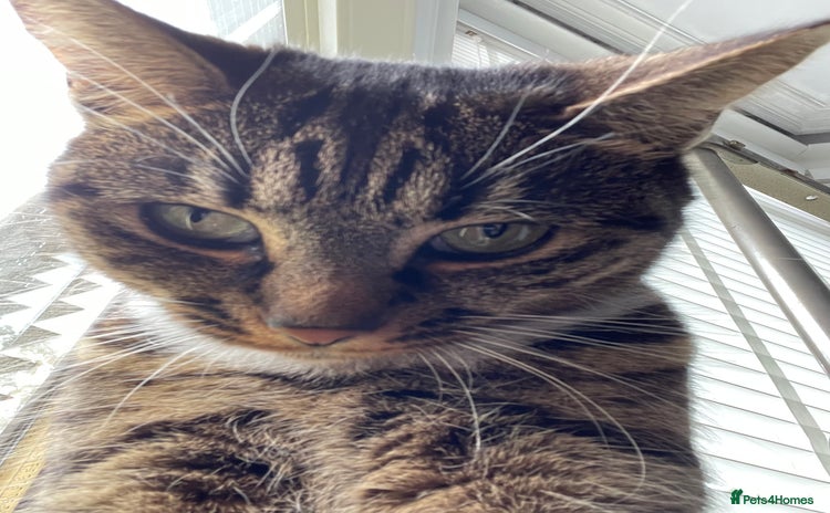 Mixed Breed cats - Advert 10