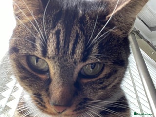 Mixed Breed cats - Advert 32