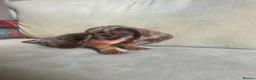 Miniature Dachshund dogs for sale: 4 miniature dachshunds - Advert 13