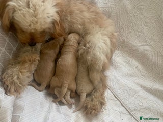 Mixed Breed dogs Cavapoo mix boy puppy - Advert 1