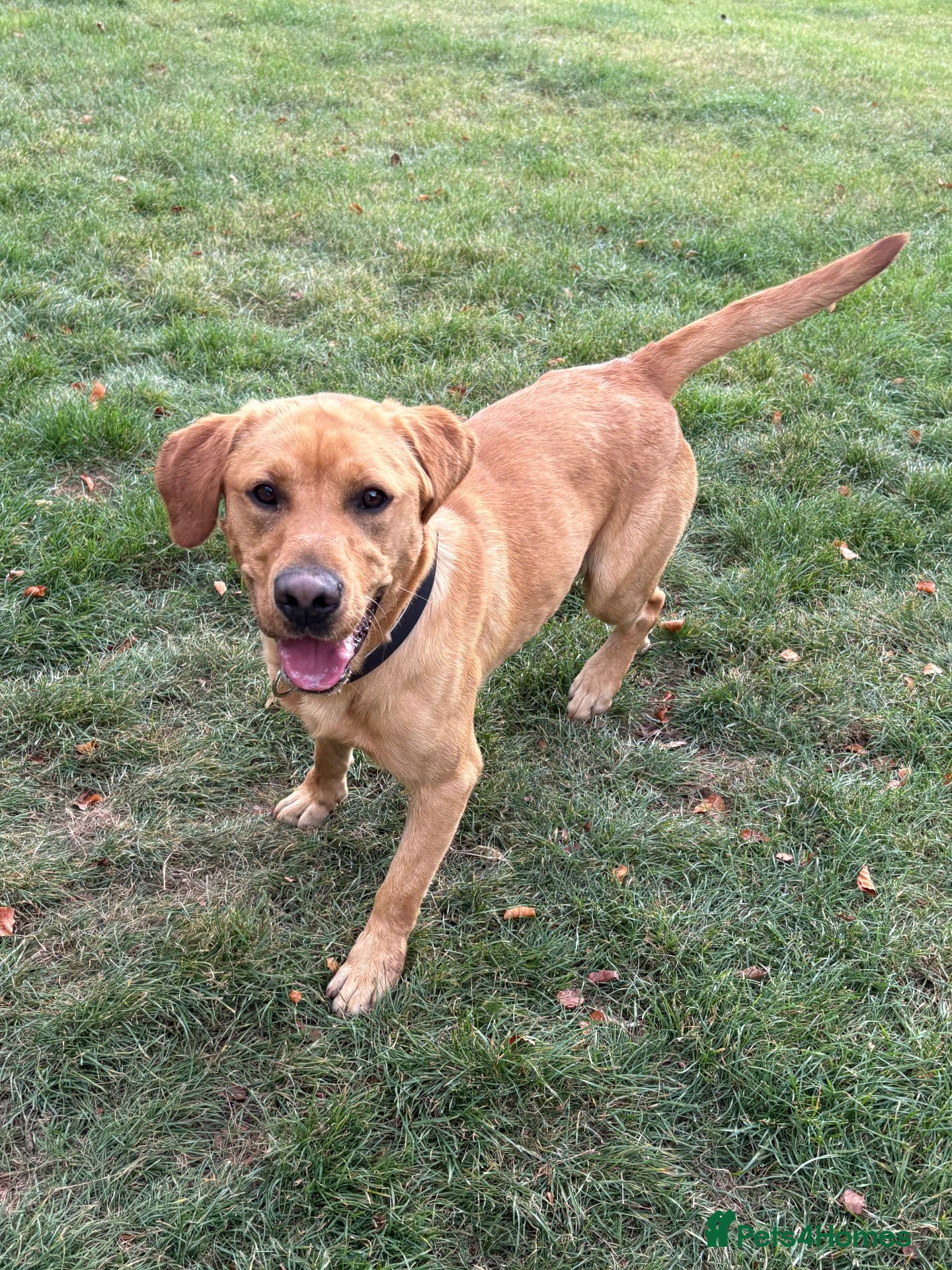Labrador Retriever dogs Labrador, fantastic male for sale  - Advert 1