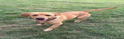 Labrador Retriever dogs for sale: Labrador, fantastic male for sale  in Market Rasen - Advert 1