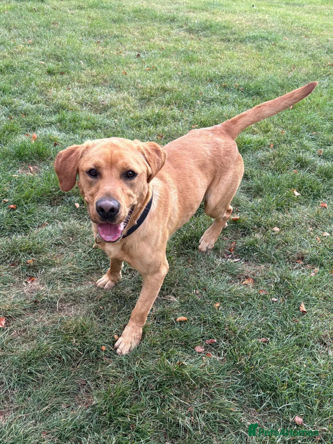Labrador Retriever dogs for sale: Labrador, fantastic male for sale  in Market Rasen - Advert 1