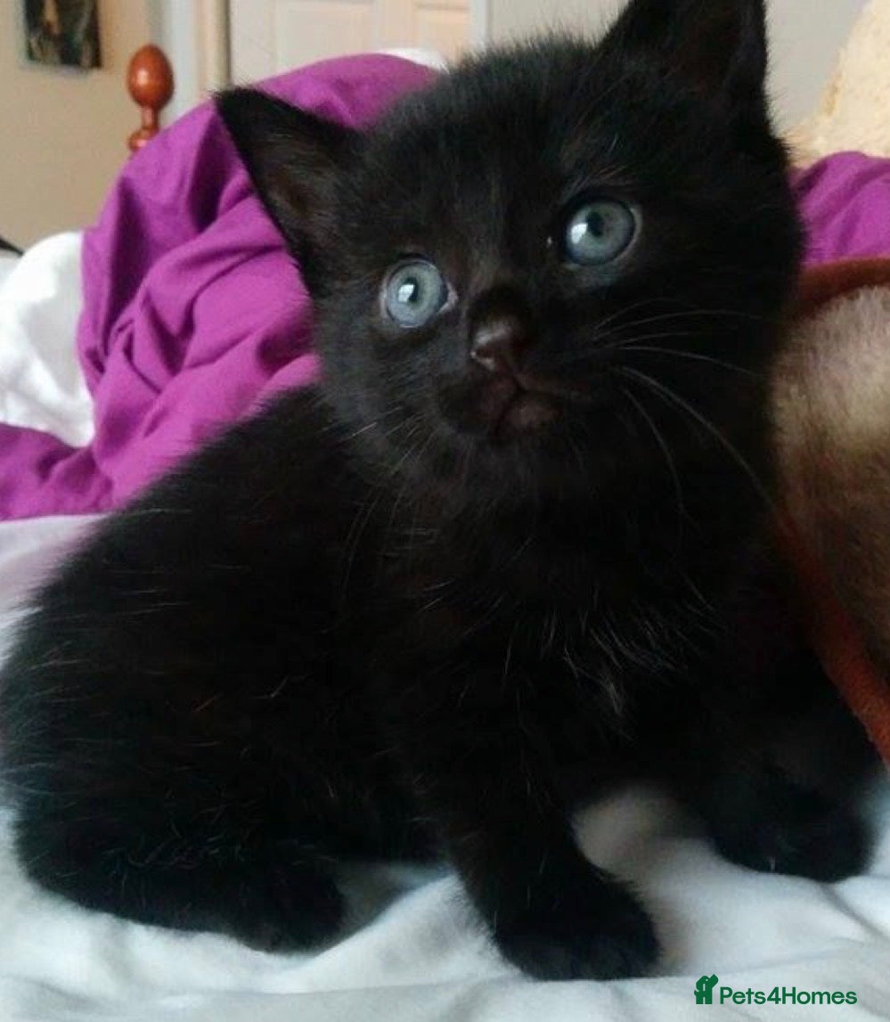 Mixed Breed cats Cute kittens  - Advert 2