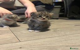 Persian cats for sale: Beautiful Persian kittens / 1 mixed breed  - Image 14