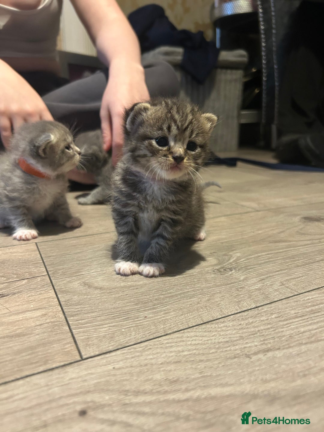 Persian cats for sale: Beautiful Persian kittens / 1 mixed breed  - Image 14