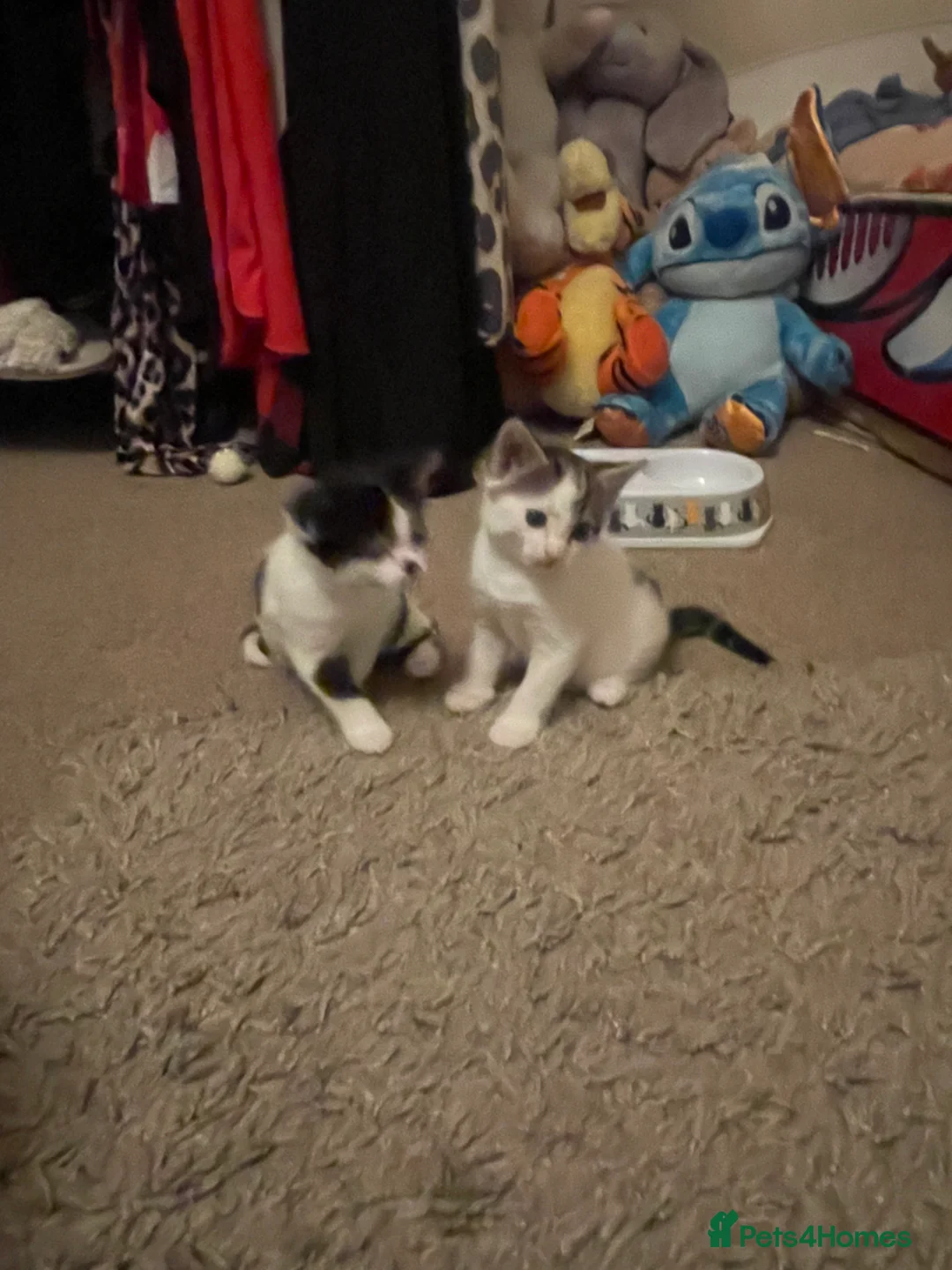 Mixed Breed cats for sale: Two beautiful spotty kittens - Advert 2