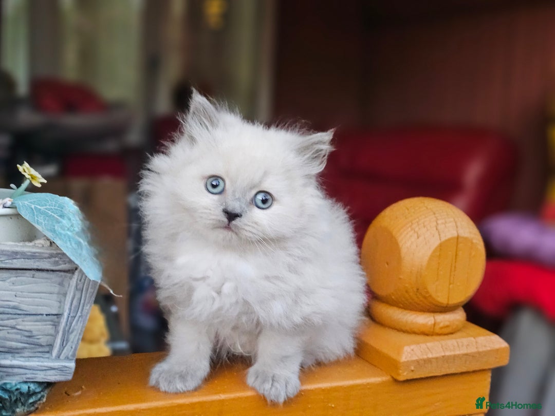 British Shorthair cats for sale: Last 4 male British Short-hair/long hair kittens  - Image 15