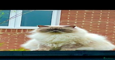 Persian cats Persian kittens ready 11th december (silver smoke) - Advert 6