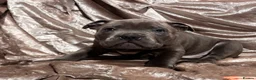 Staffordshire Bull Terrier dogs for sale: Blue Staffordshire bull terrier puppies  - Advert 3