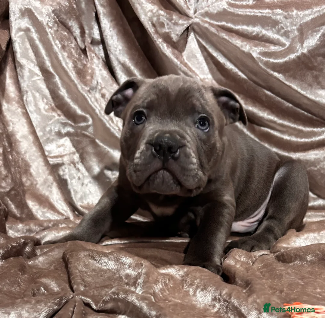 Staffordshire Bull Terrier dogs for sale: Blue Staffordshire bull terrier puppies  - Advert 3