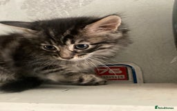 Mixed Breed cats for sale: Tabby and grey kittens  - Image 10