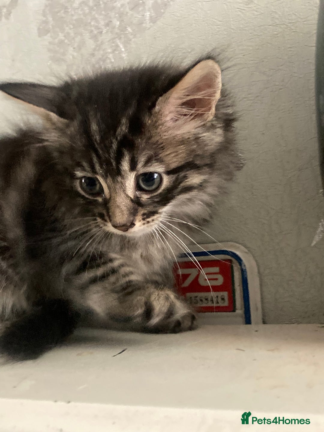 Mixed Breed cats for sale: Tabby and grey kittens  - Image 10