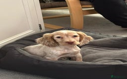 Cocker Spaniel dogs for stud: Show cocker spaniel  - Advert 2