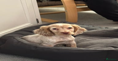 Cocker Spaniel dogs Show cocker spaniel  - Advert 9