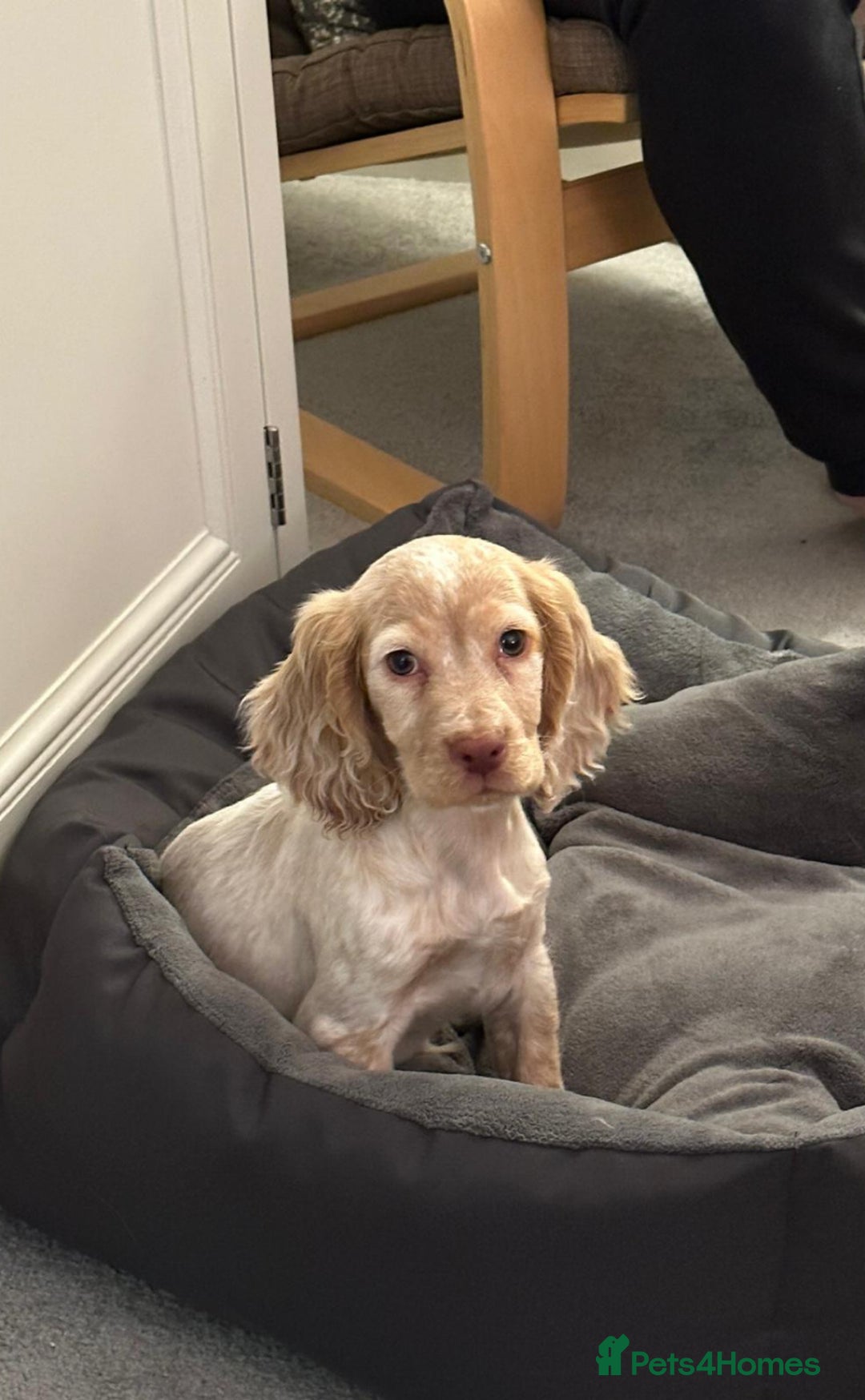 Cocker Spaniel dogs for stud: Show cocker spaniel  - Advert 2