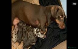 Dachshund dogs for sale: 6 little Dacshund puppies! 2 Dapples!  - Image 13