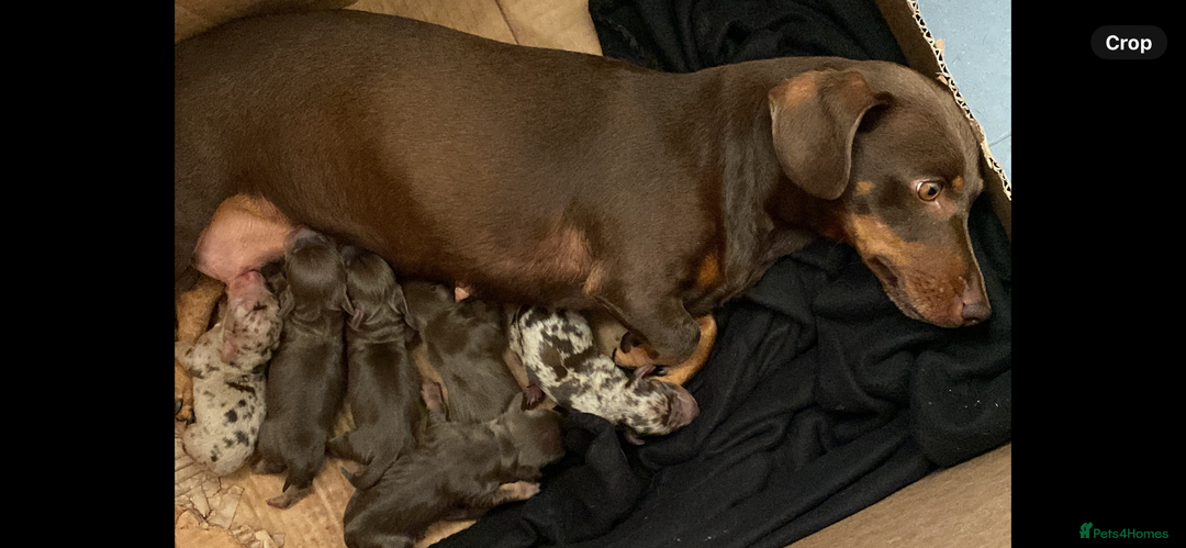 Dachshund dogs for sale: 6 little Dacshund puppies! 2 Dapples!  - Image 13