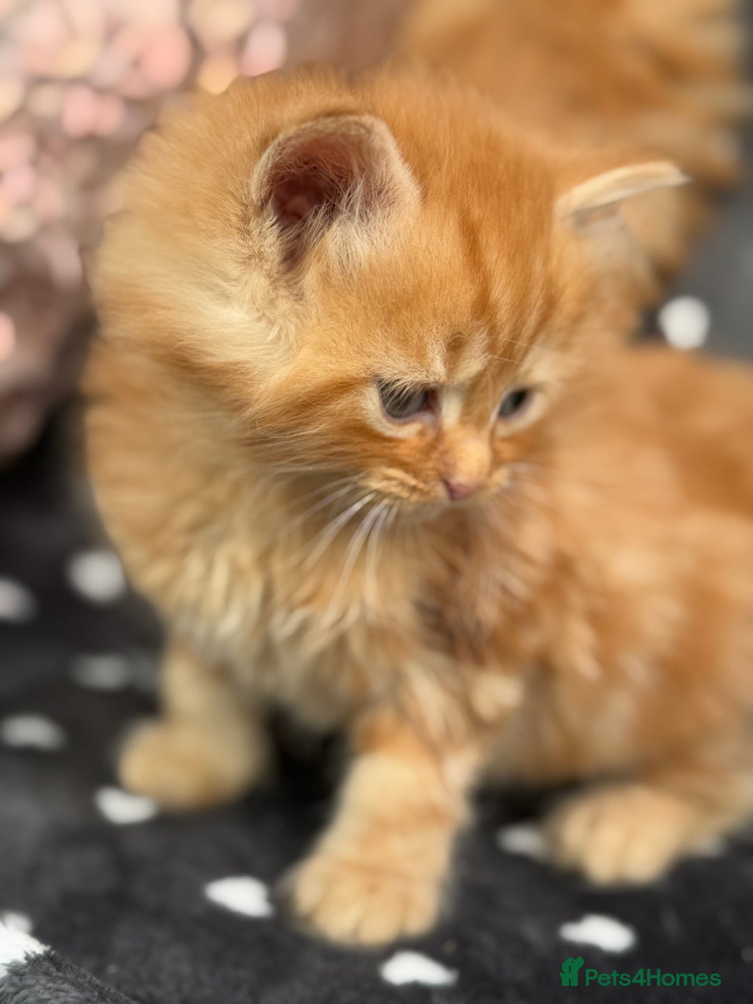 Ragdoll cats for sale: Beautiful Ragdoll cross kittens  - Image 10