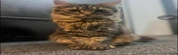 Mixed Breed cats for sale: Cute kittens ready for loving home - Advert 1