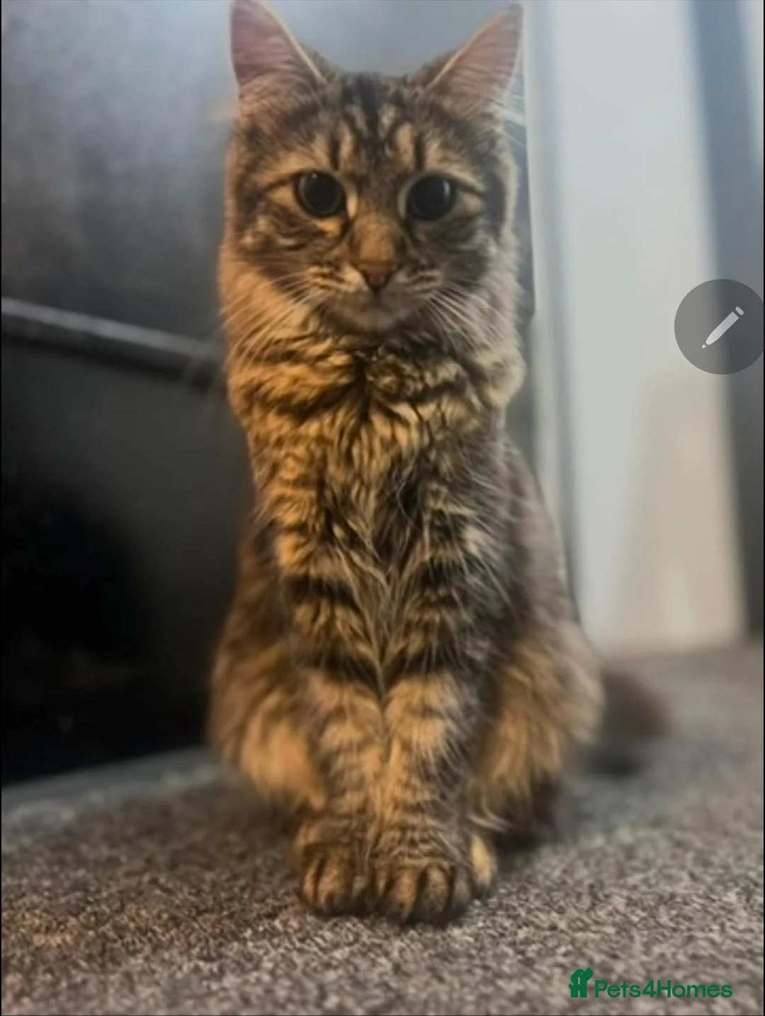 Mixed Breed cats for sale: Cute kittens ready for loving home - Advert 1