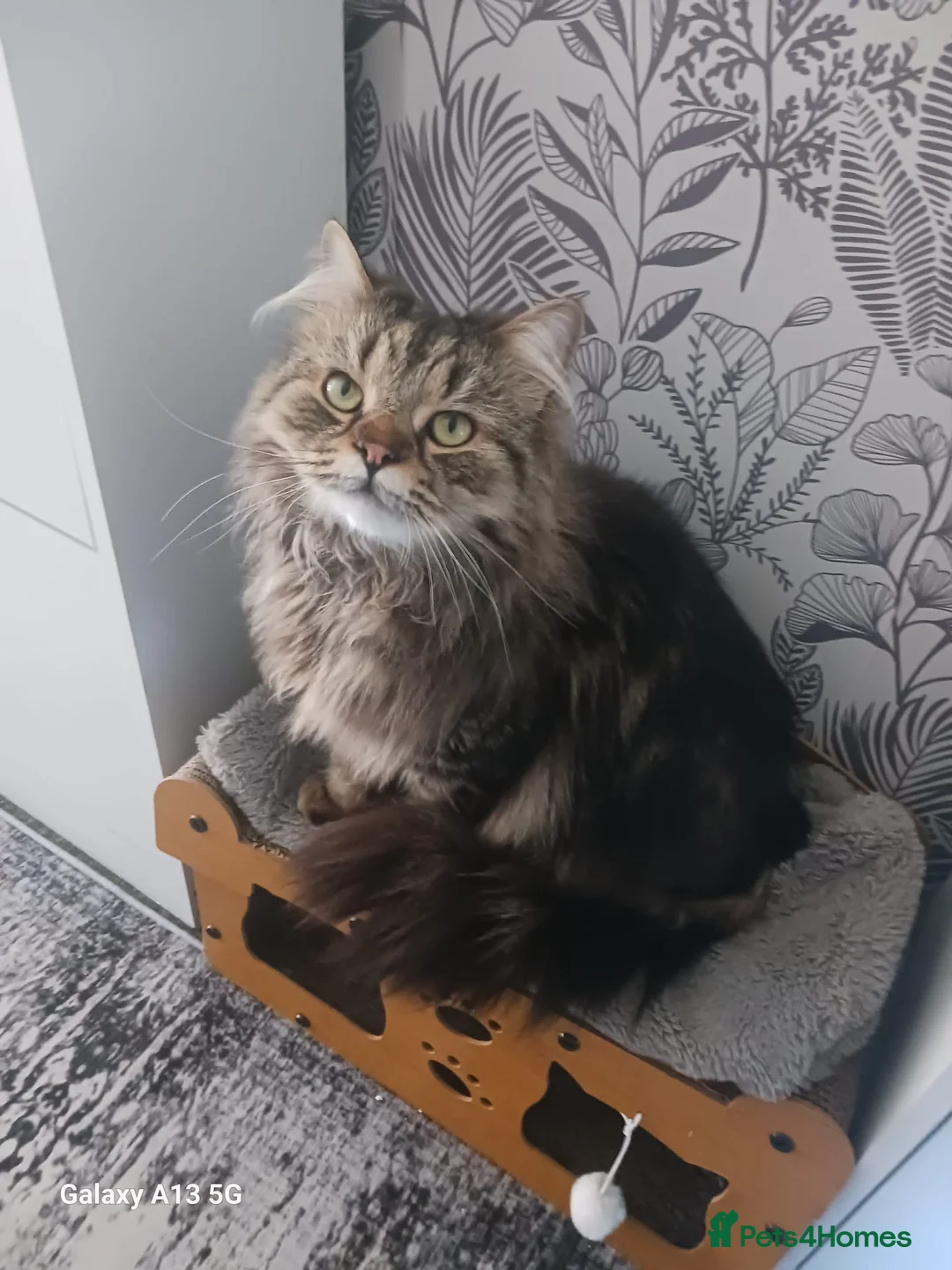 Mixed Breed cats for sale: Edward looking for a forever home 💙 - Advert 2