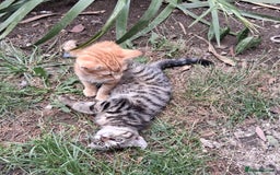 Mixed Breed cats for sale: Domestic Shorthair Kittens - Image 2