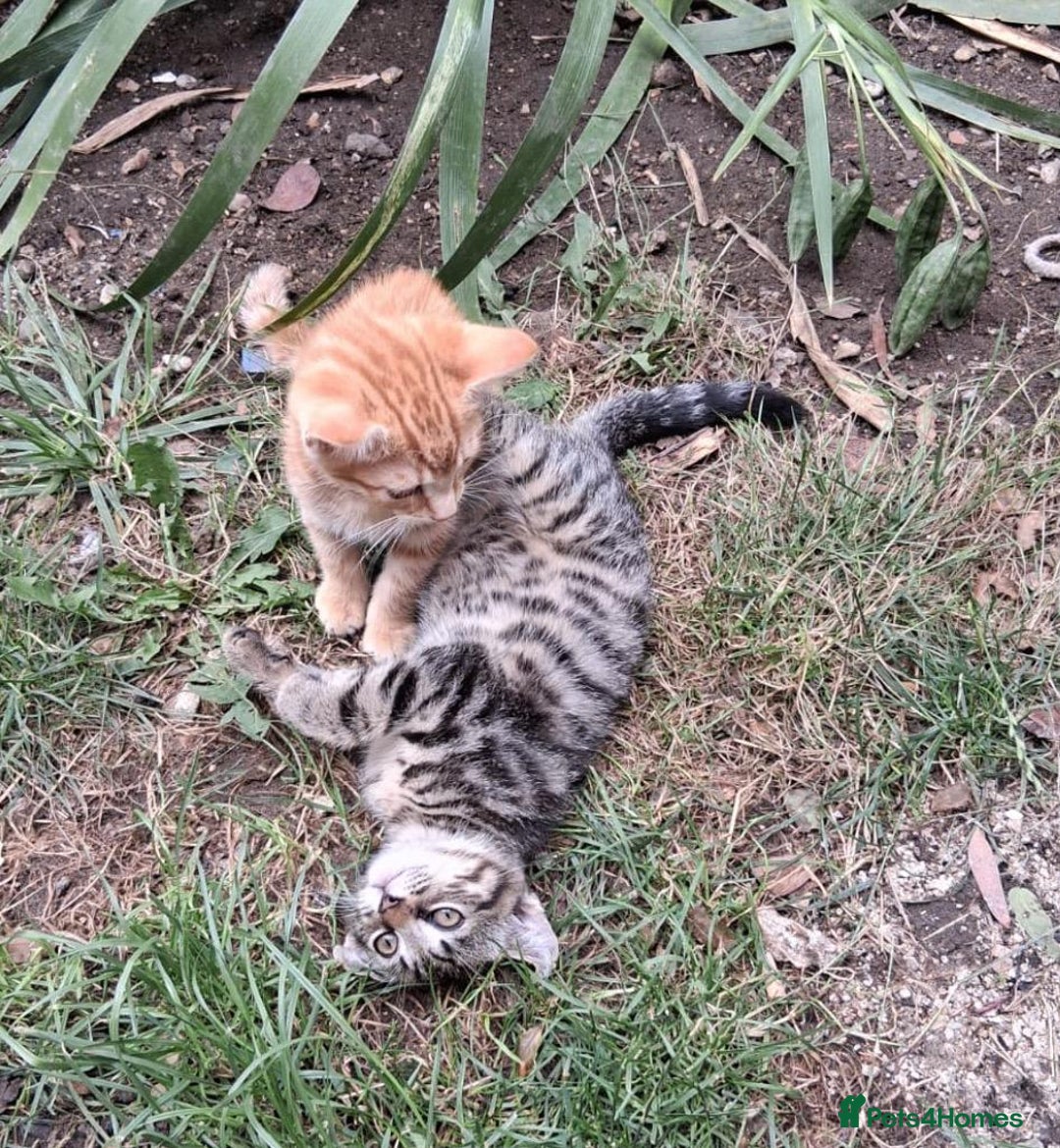 Mixed Breed cats for sale: Domestic Shorthair Kittens - Image 2