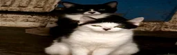 Mixed Breed cats for sale: Seven beautiful kittens that need new homes - Advert 5