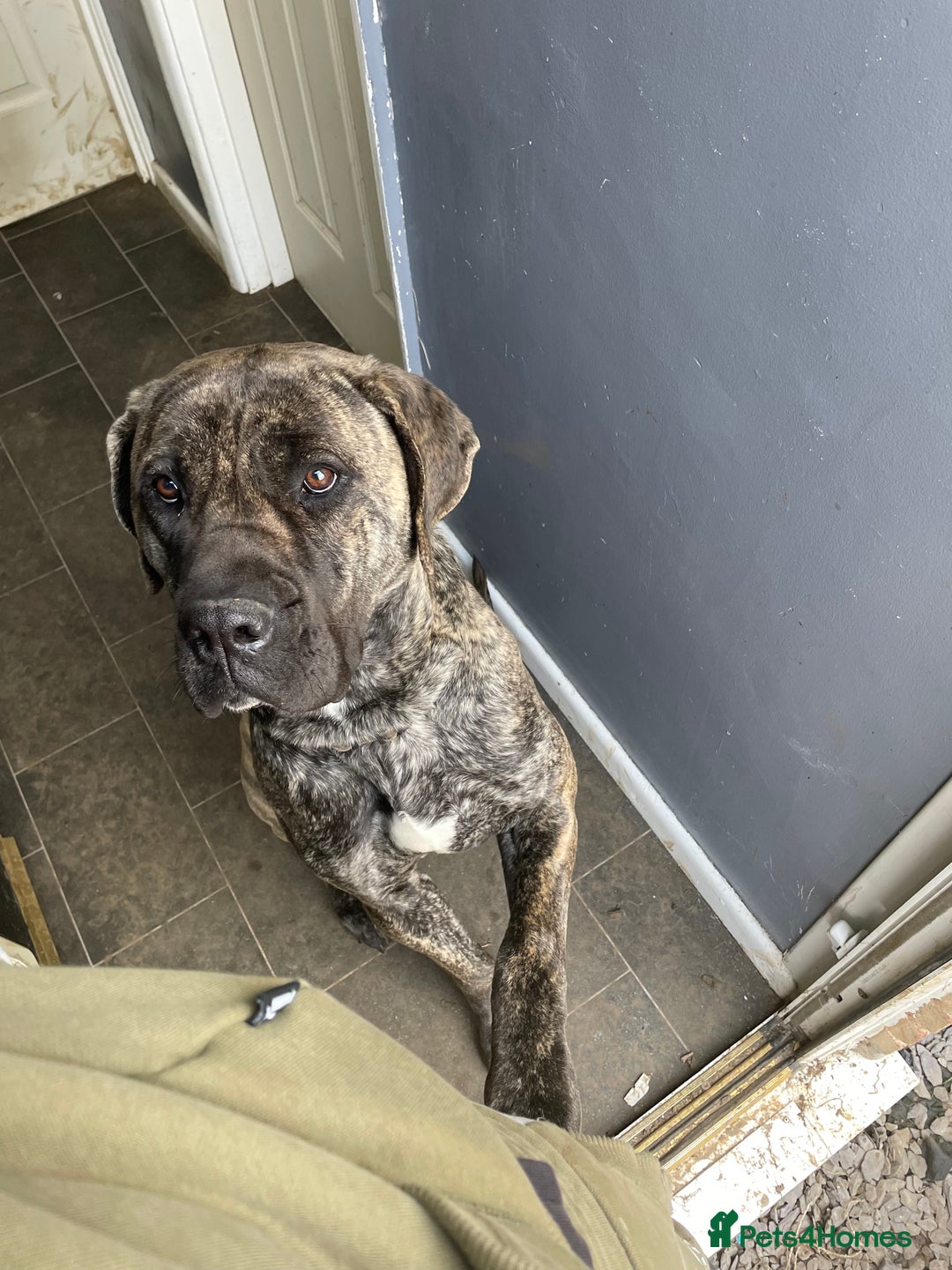 Presa Canario dogs for sale: Presa canario for sale - Advert 2