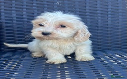 Cockapoo dogs for sale: Stunning cockapoo puppies - Image 6